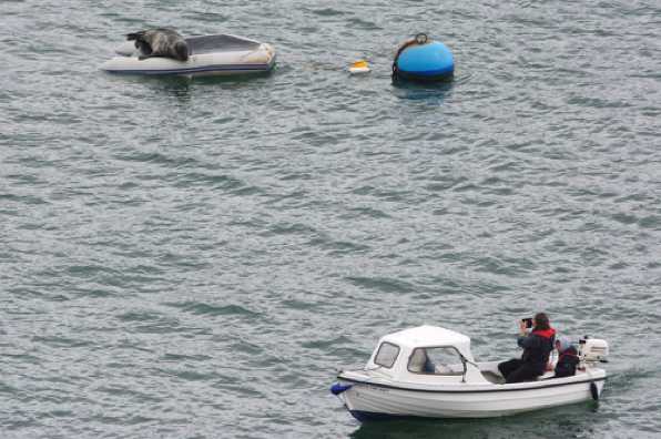 Windo 020    31 May 2019 - 11-59-06 
A seal could get giddy watching the watchers.